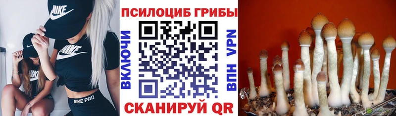 Псилоцибиновые грибы Magic Shrooms  Купить где  Кольчугино 